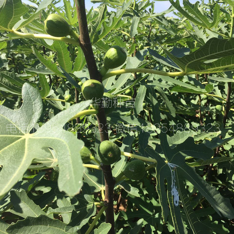 當年的斯特拉無花果苗  2019年真實報價