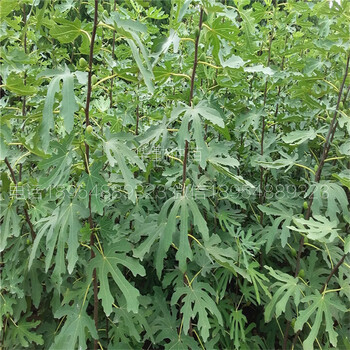 3公分斯特拉無花果苗品種介紹