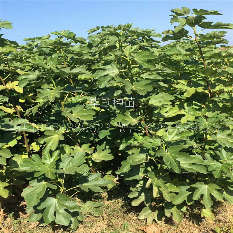 大果型斯特拉  2020年報價