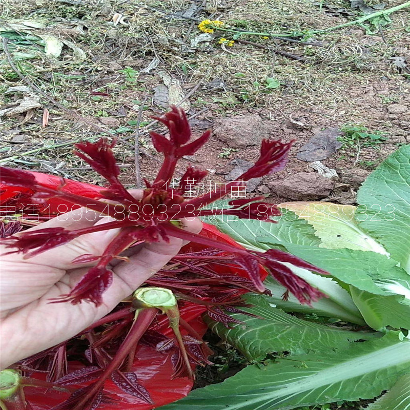 矮化大棚香椿苗  大棚几月种植