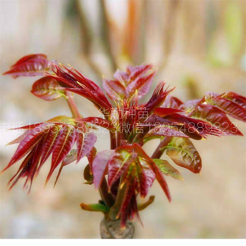 露天种植香椿苗   大棚控温技术