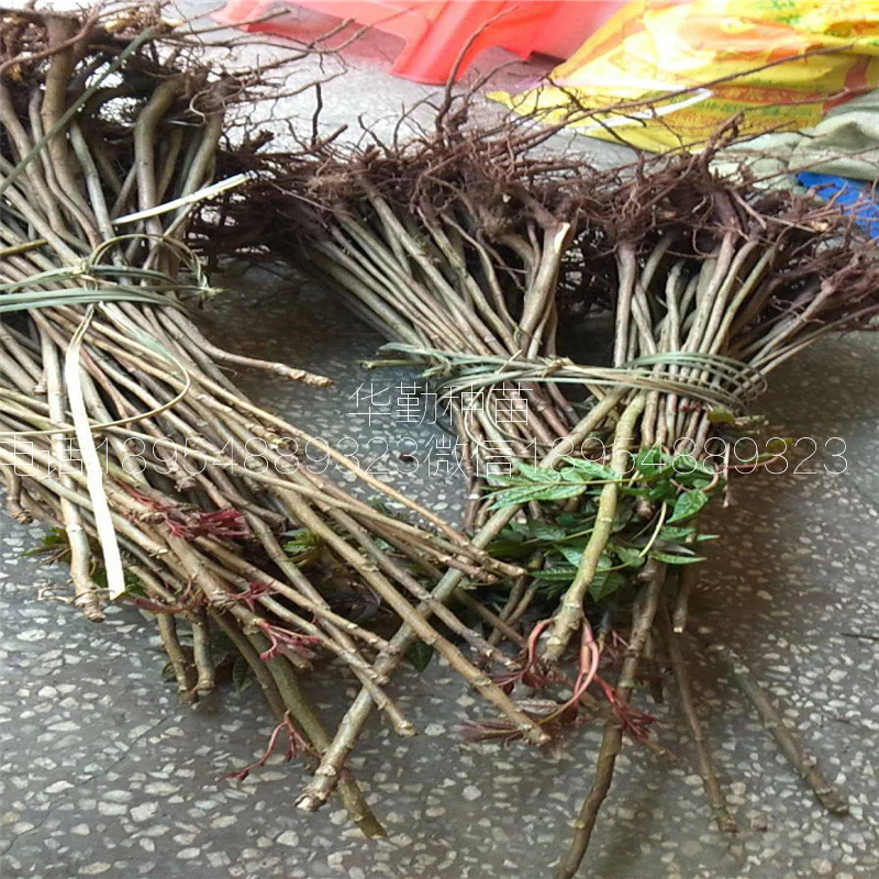 根生苗香椿  品質(zhì)