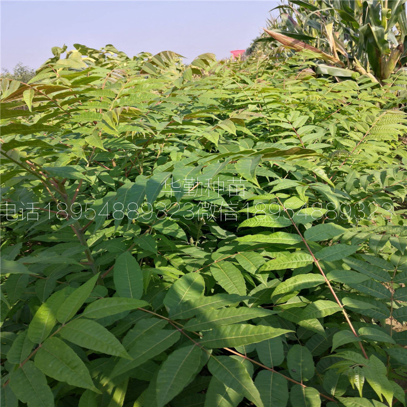 香椿苗   大棚施肥技術(shù)