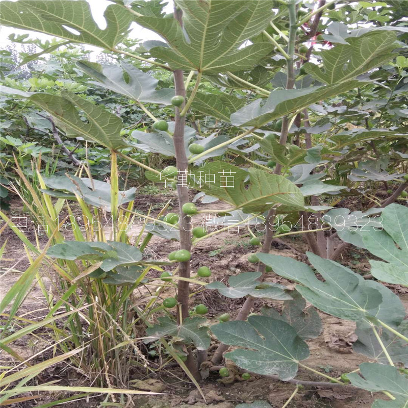 晚熟金傲芬無花果苗  無病蟲害