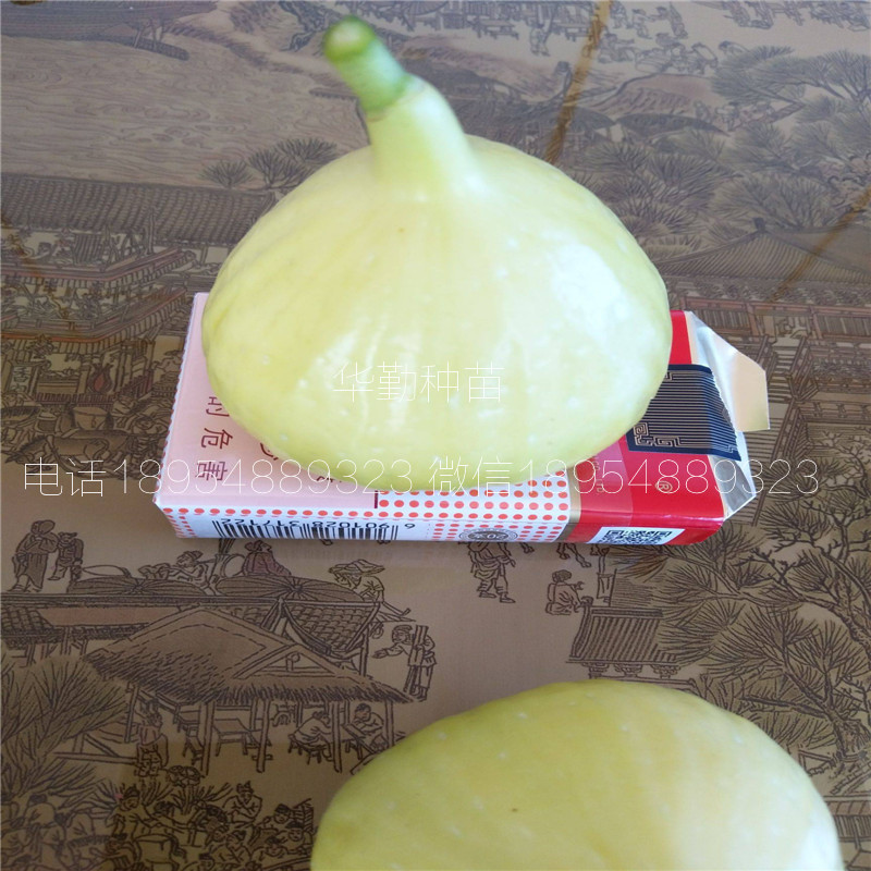 當年的金傲芬無花果苗多少錢一棵