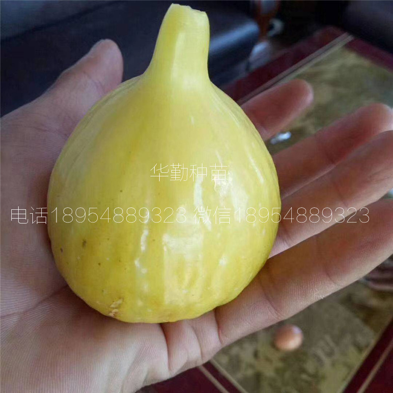 金傲芬無(wú)花果苗  無(wú)病蟲(chóng)害