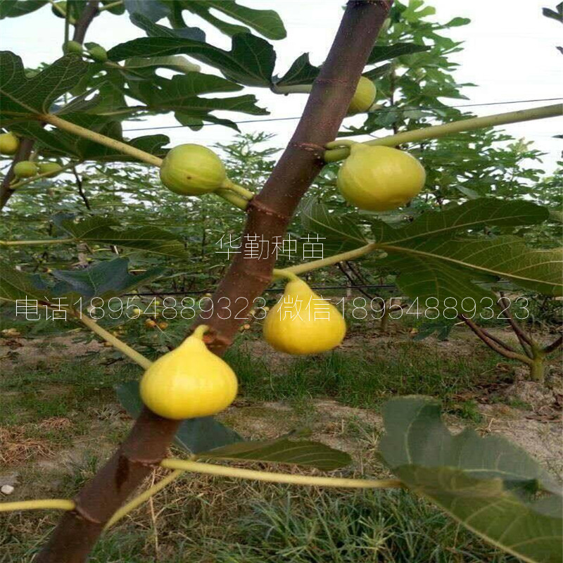 當年的金傲芬無花果苗  大型育苗基地