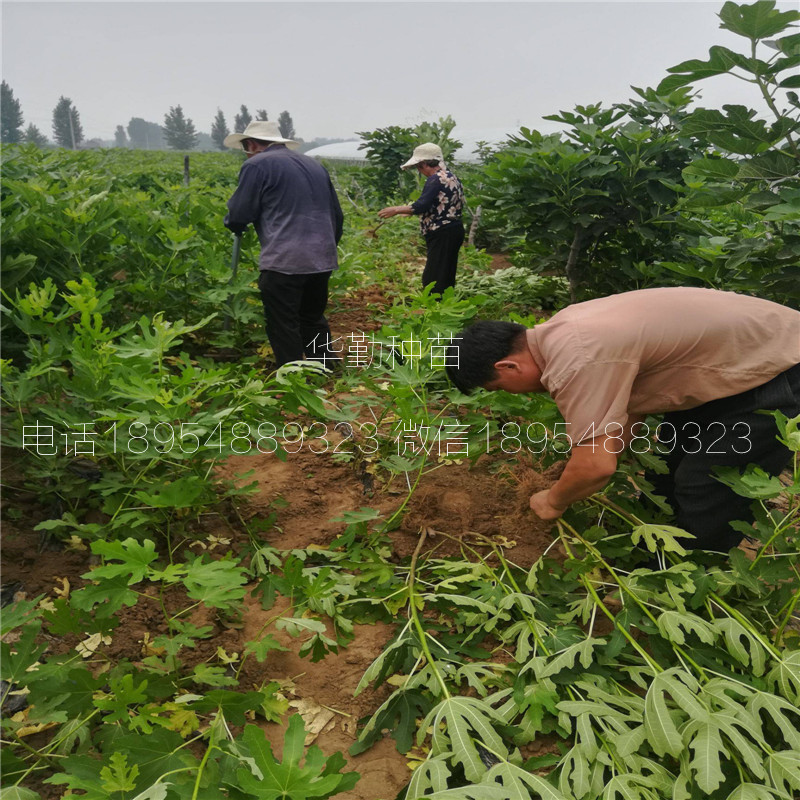 无花果金傲芬树苗  苗木粗壮