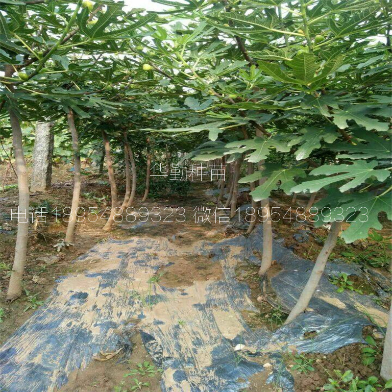 金傲芬果樹苗  大型繁育場