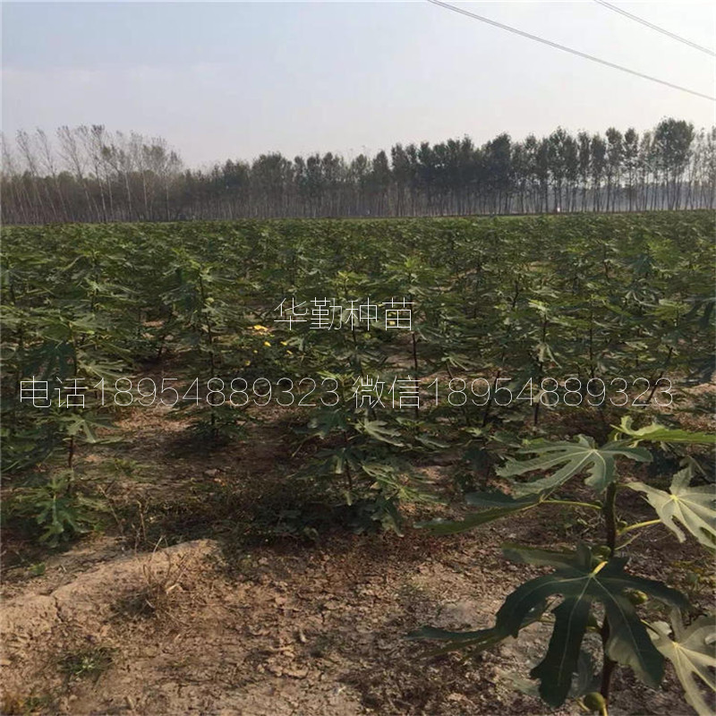 泰安金傲芬無花果苗  苗木粗壯