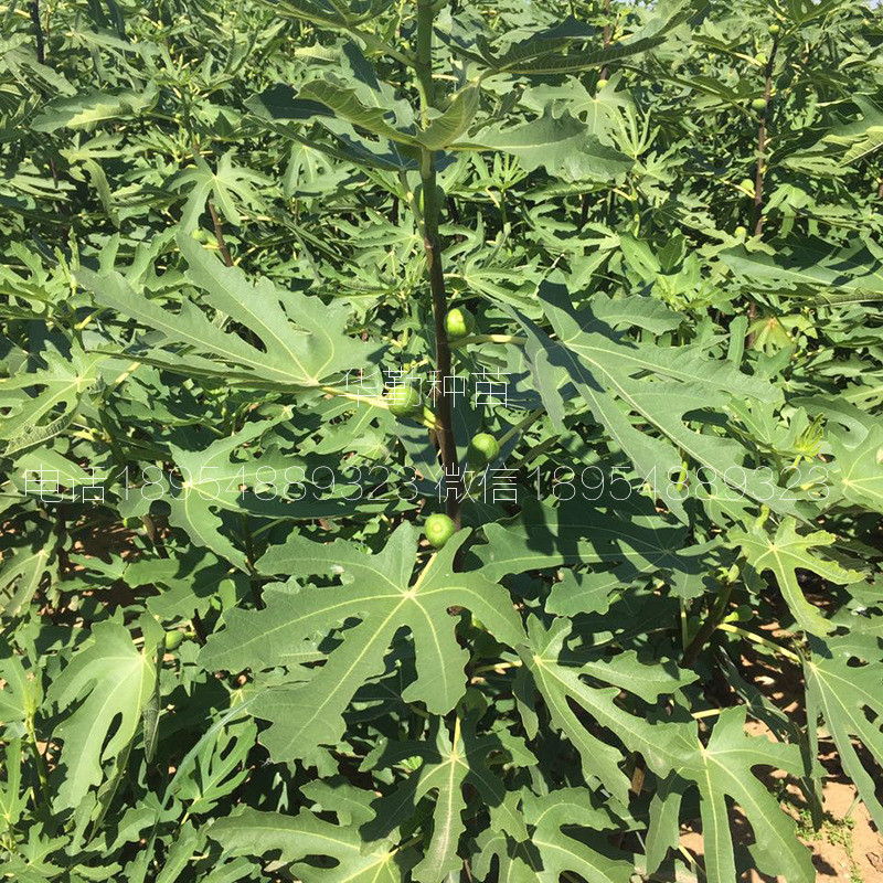 晚熟金傲芬無花果苗  品種