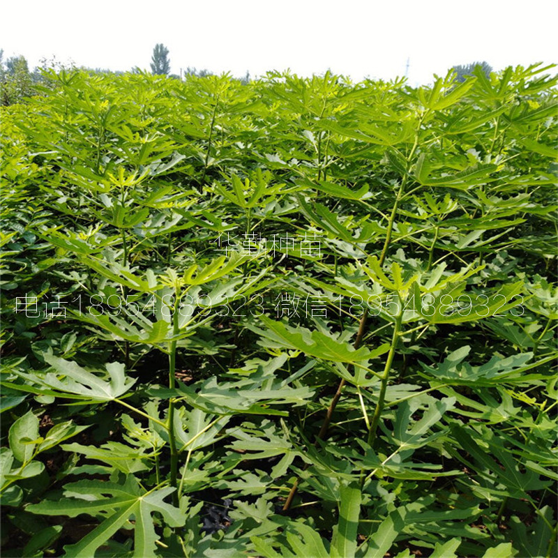 2公分金傲芬無花果苗  根系發(fā)達