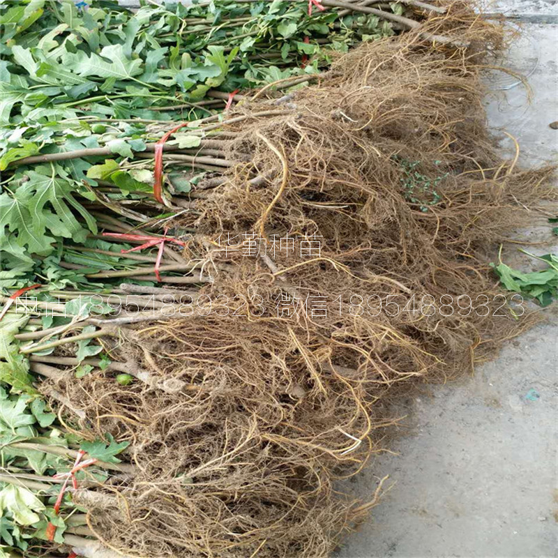 無花果金傲芬樹苗  育苗基地