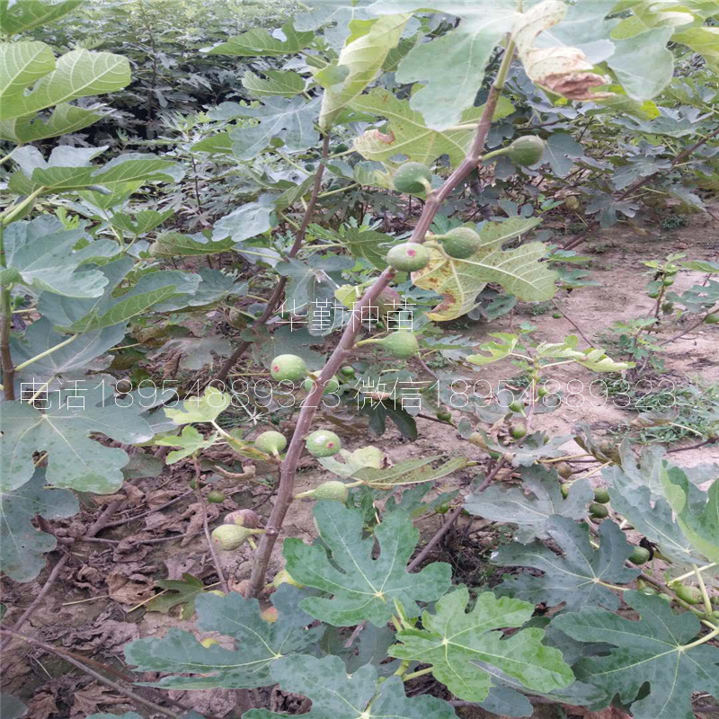 山東金傲芬無(wú)花果苗  露天種植技術(shù)