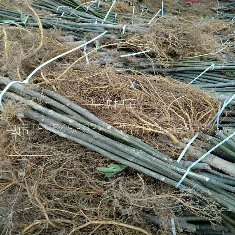 無(wú)花果苗金傲芬樹苗  品種介紹