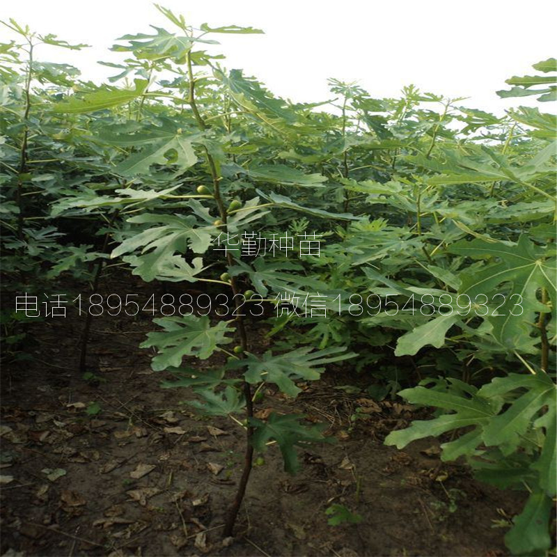 金傲芬果树苗  大棚种植技术