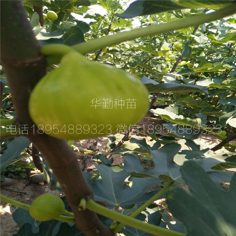 無花果金傲芬樹苗多少錢一棵