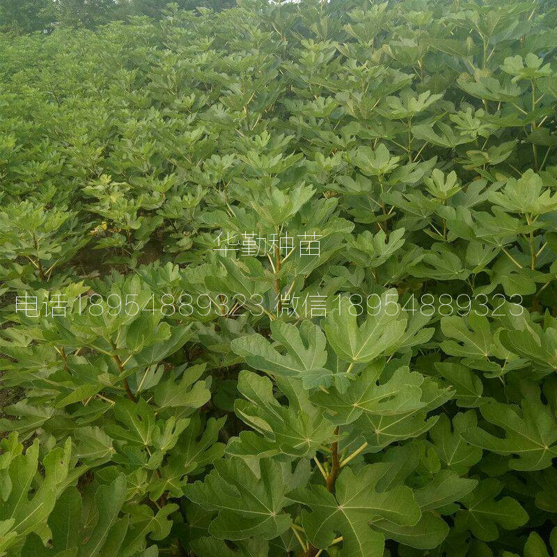 山東金傲芬無(wú)花果苗  露天種植技術(shù)