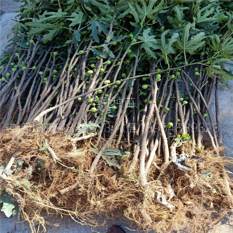 泰安金傲芬無花果苗  苗木粗壯
