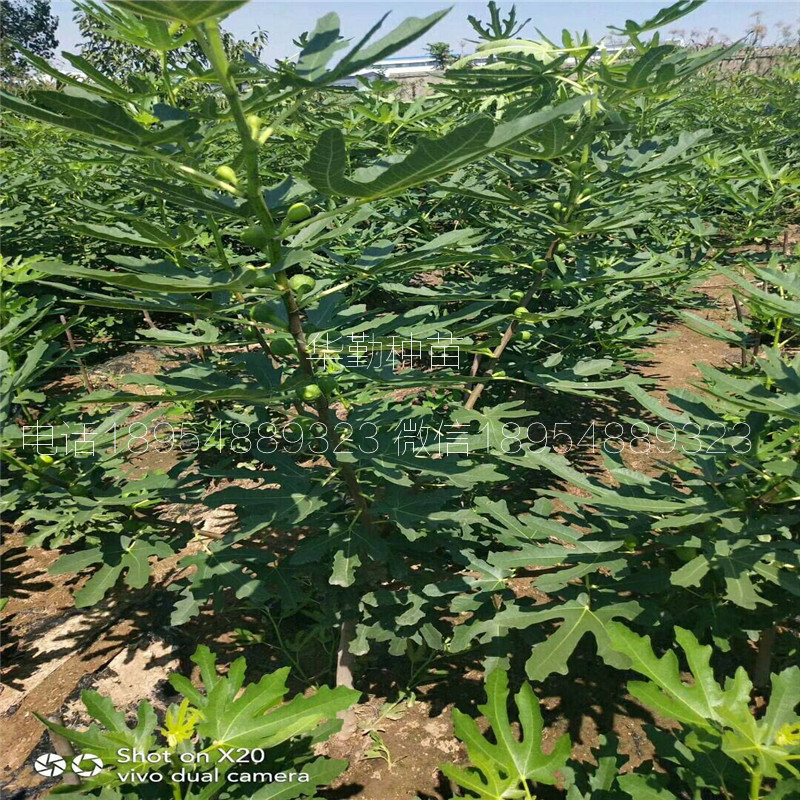 当年挂果的金傲芬  育苗基地