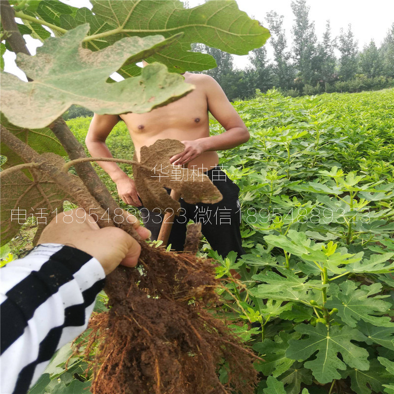 2公分金傲芬無花果苗  根系發(fā)達