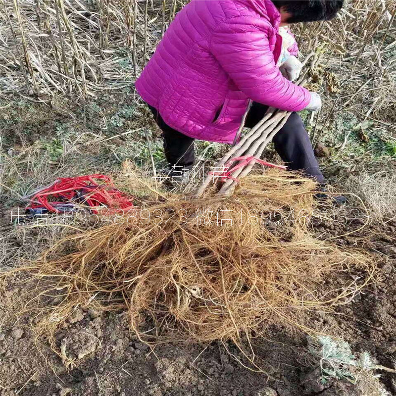 大果型金傲芬  苗木粗壯