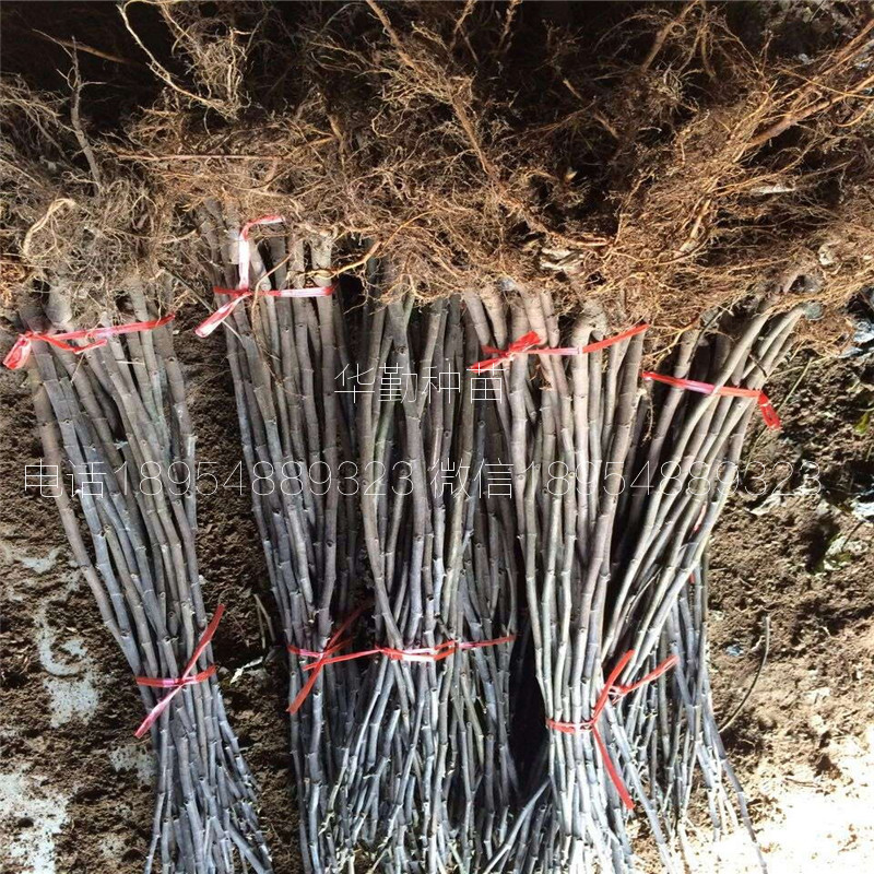 泰安金傲芬無花果苗  苗木粗壯