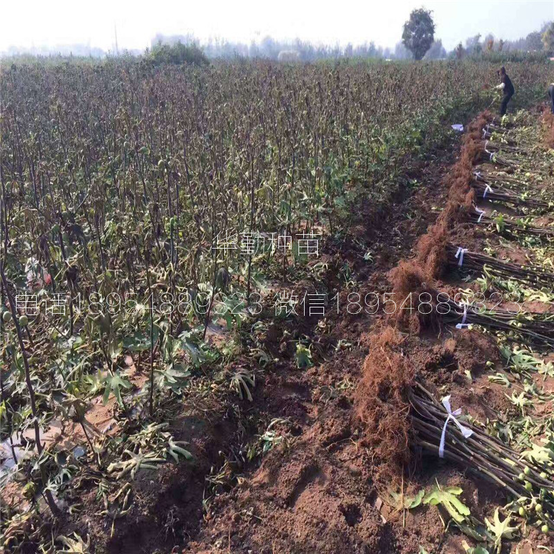 当年挂果的金傲芬  育苗基地