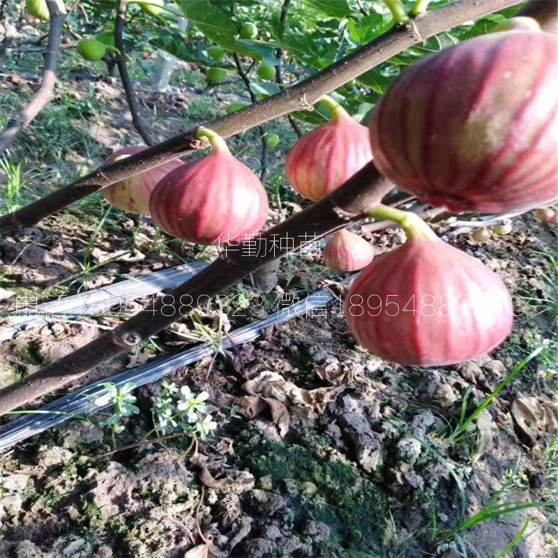 瑪斯義陶芬小苗  今日報(bào)價(jià)