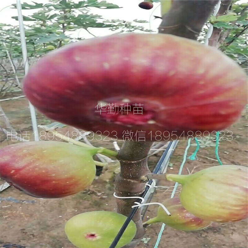 當年掛果的瑪斯義陶芬  適合平原種植
