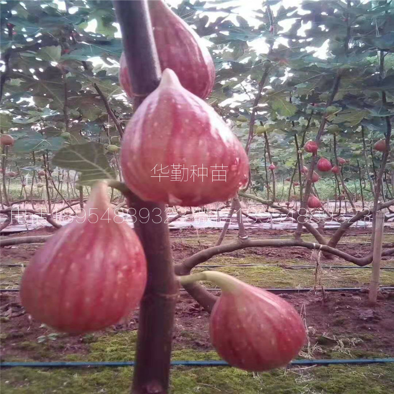 瑪斯義陶芬小苗  山東育苗場(chǎng)