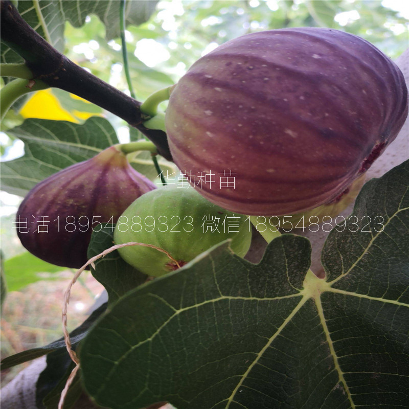 瑪斯義陶芬果樹(shù)苗  產(chǎn)地批發(fā)價(jià)格