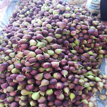 瑪斯義陶芬無(wú)花果苗品種介紹