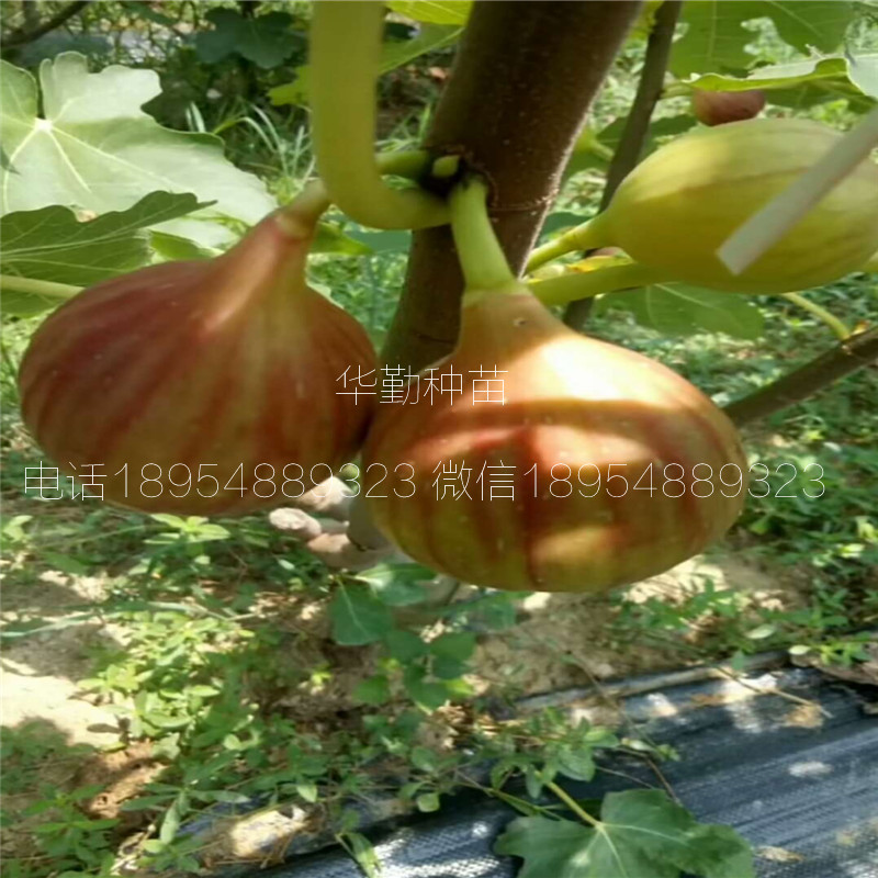 瑪斯義陶芬小苗  耐修剪品種