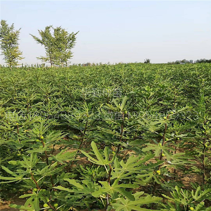 當(dāng)年掛果的瑪斯義陶芬  幾月成熟