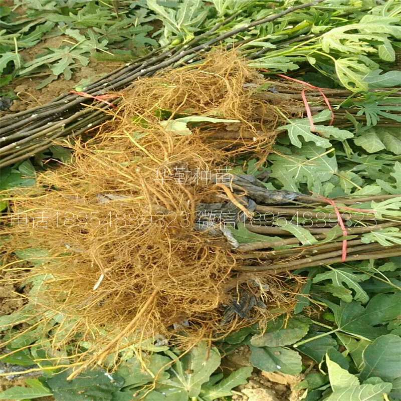 當(dāng)年掛果的瑪斯義陶芬  品種