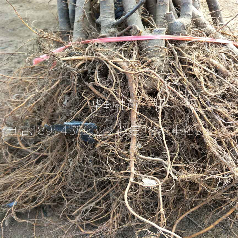 當(dāng)年掛果的瑪斯義陶芬  大棚品種