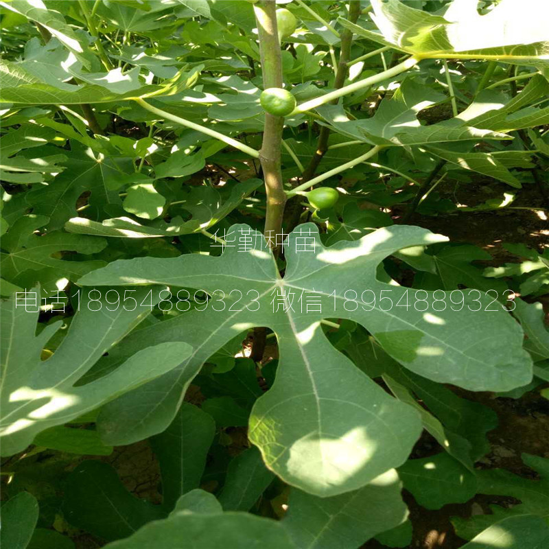 當年掛果的瑪斯義陶芬  適應北方種植