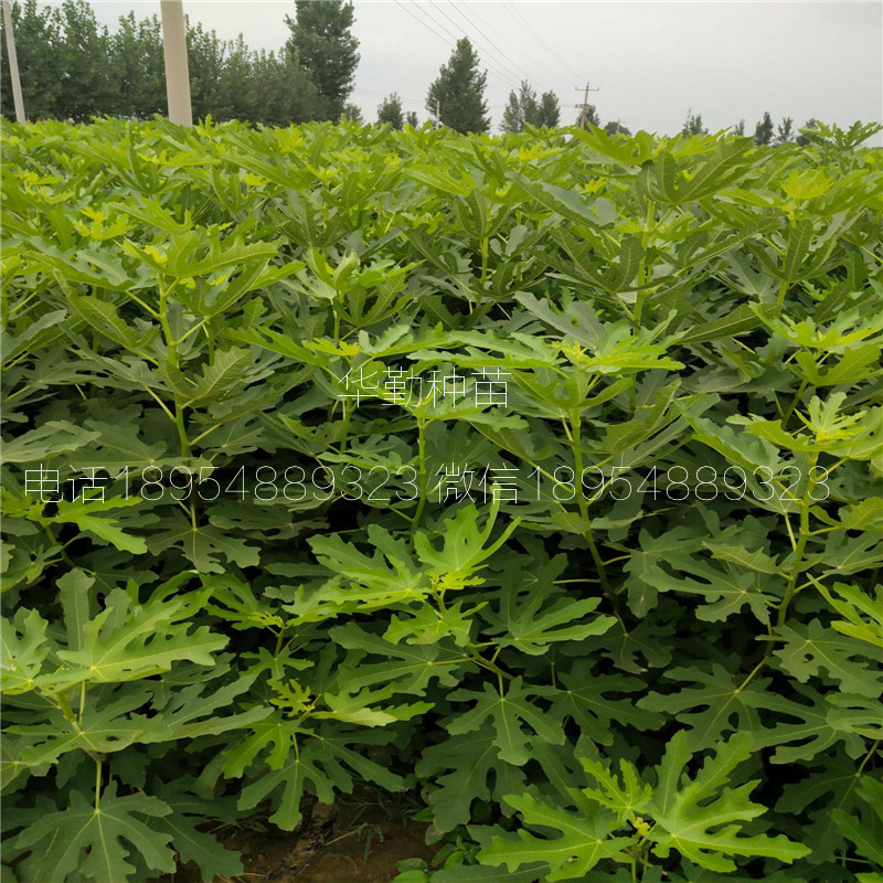 瑪斯義陶芬  價(jià)格是多少