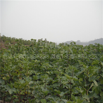 無(wú)花果瑪斯義陶芬樹(shù)苗適合山地種植