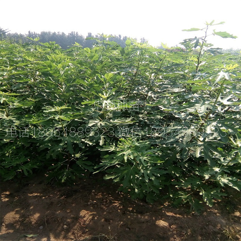 當(dāng)年掛果的瑪斯義陶芬  耐寒品種