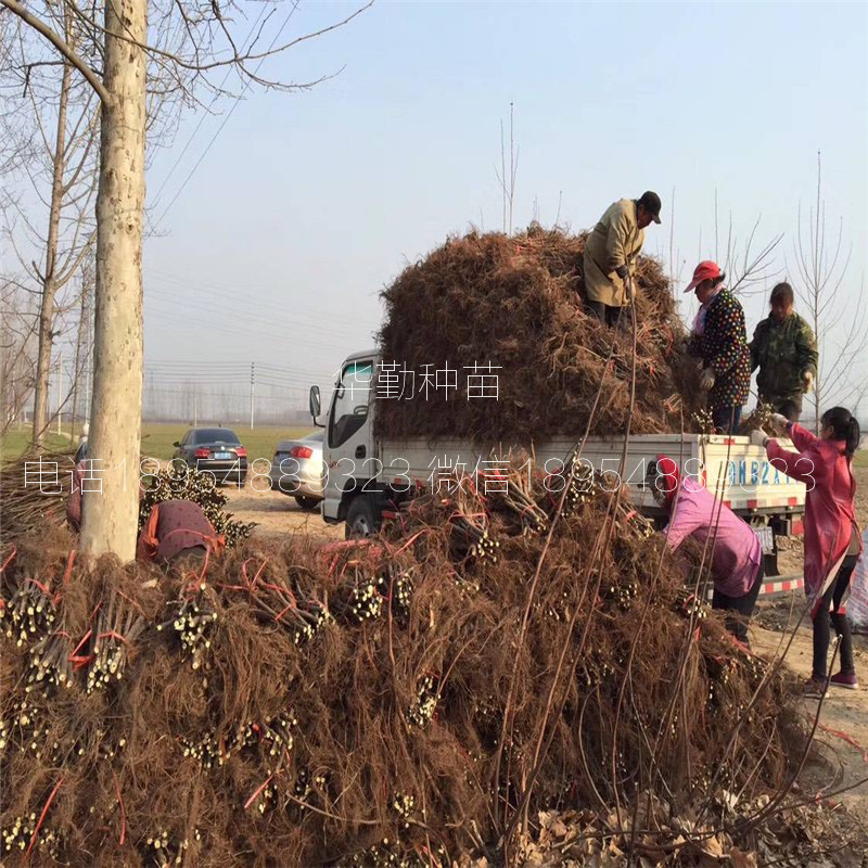無花果瑪斯義陶芬樹苗  適合山地種植