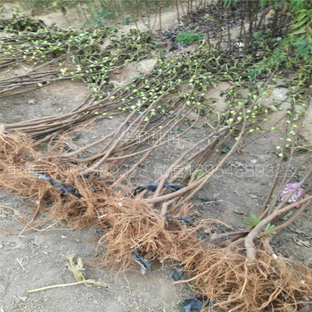 無花果瑪斯義陶芬樹苗價格是多少