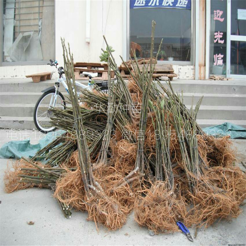 瑪斯義陶芬小苗  山東育苗場(chǎng)