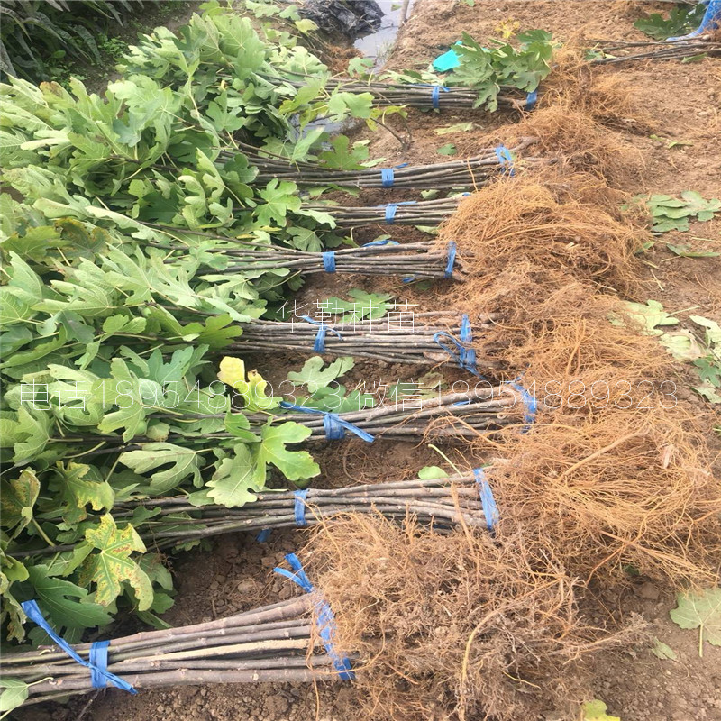 當(dāng)年掛果的瑪斯義陶芬  幾月成熟