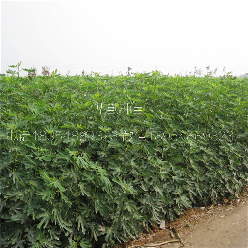 當年掛果的瑪斯義陶芬  適合平原種植