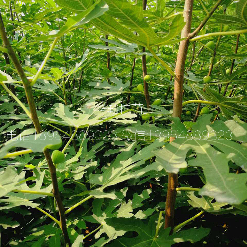 當年掛果的瑪斯義陶芬  適應北方種植