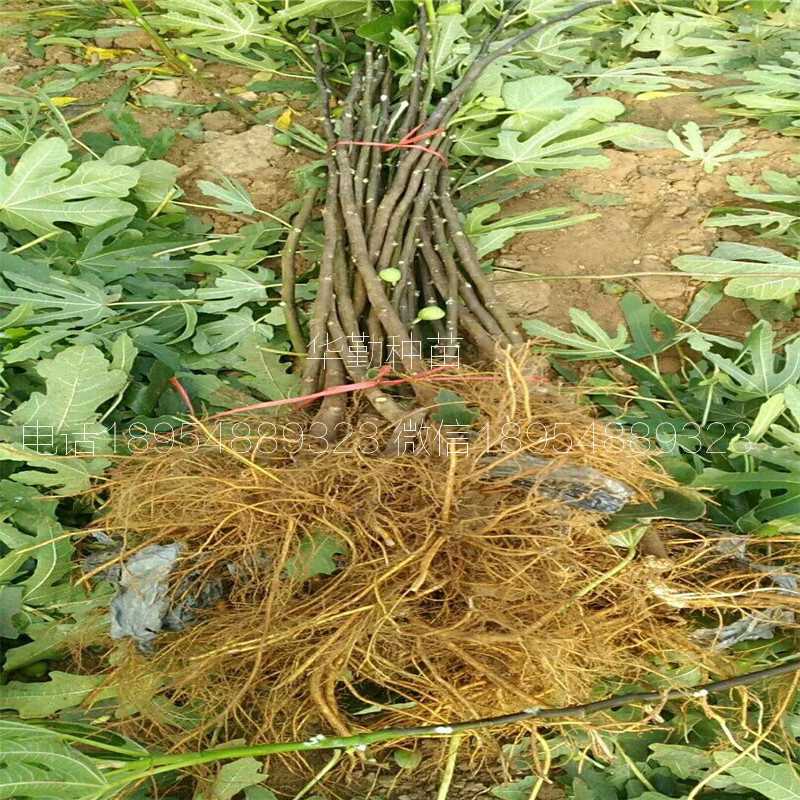 當年掛果的瑪斯義陶芬  適合平原種植