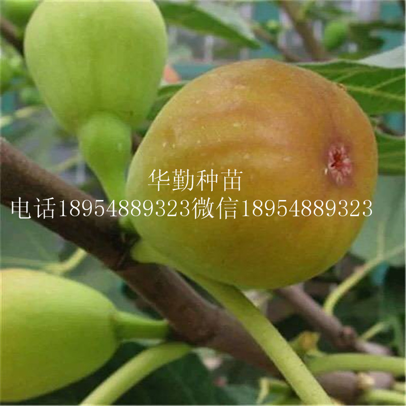 露天品種布蘭瑞克  露天品種