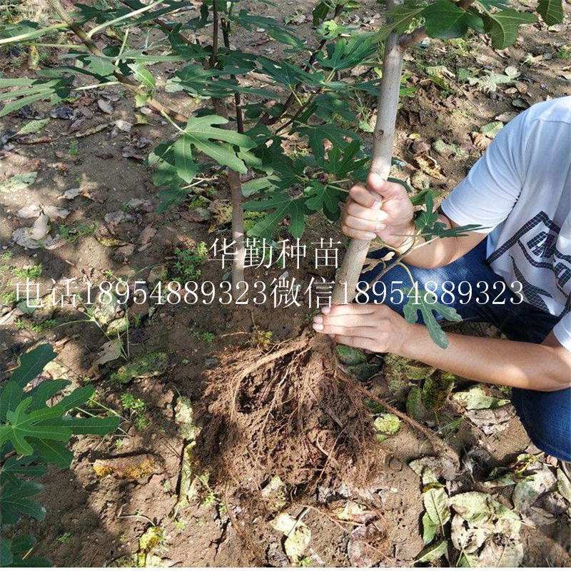 无花果苗布兰瑞克芬树  批发多少钱一棵